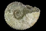 Tractor Ammonite (Douvilleiceras) Fossil - Madagascar #126399-1